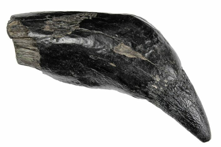 Fossil Sperm Whale (Scaldicetus) Tooth - South Carolina #197069